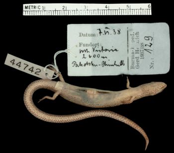 Media type: image;   Herpetology R-7966